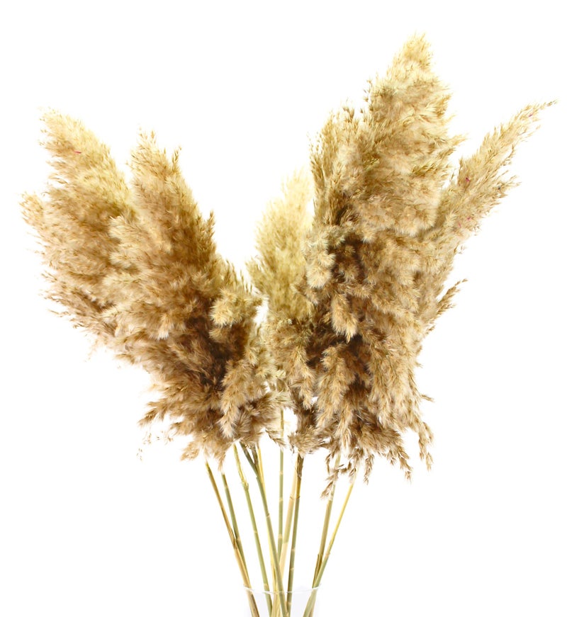 فانسي فلورز عشب بامباس طبيعي ناعم مجفف – سيقان بامباس منفوشة باللون البيج للديكور المنزلي والمناسبات  10 - Image 3